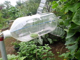 7月12日モグラよけ 001.jpg