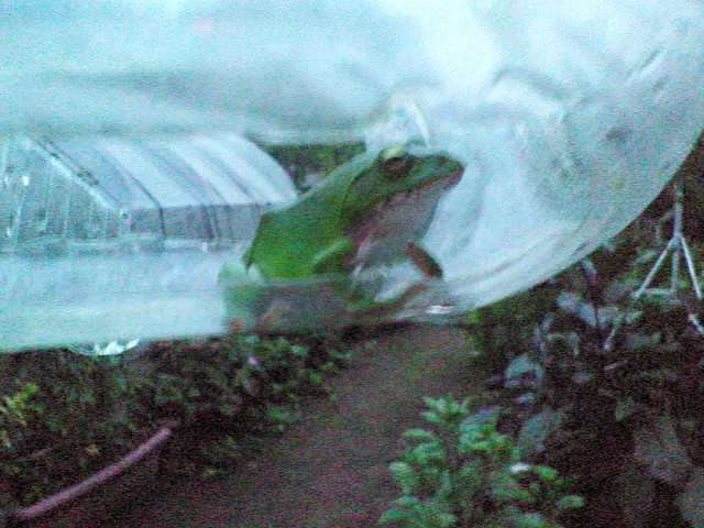 ペットボトルのモグラよけ とれたて日記