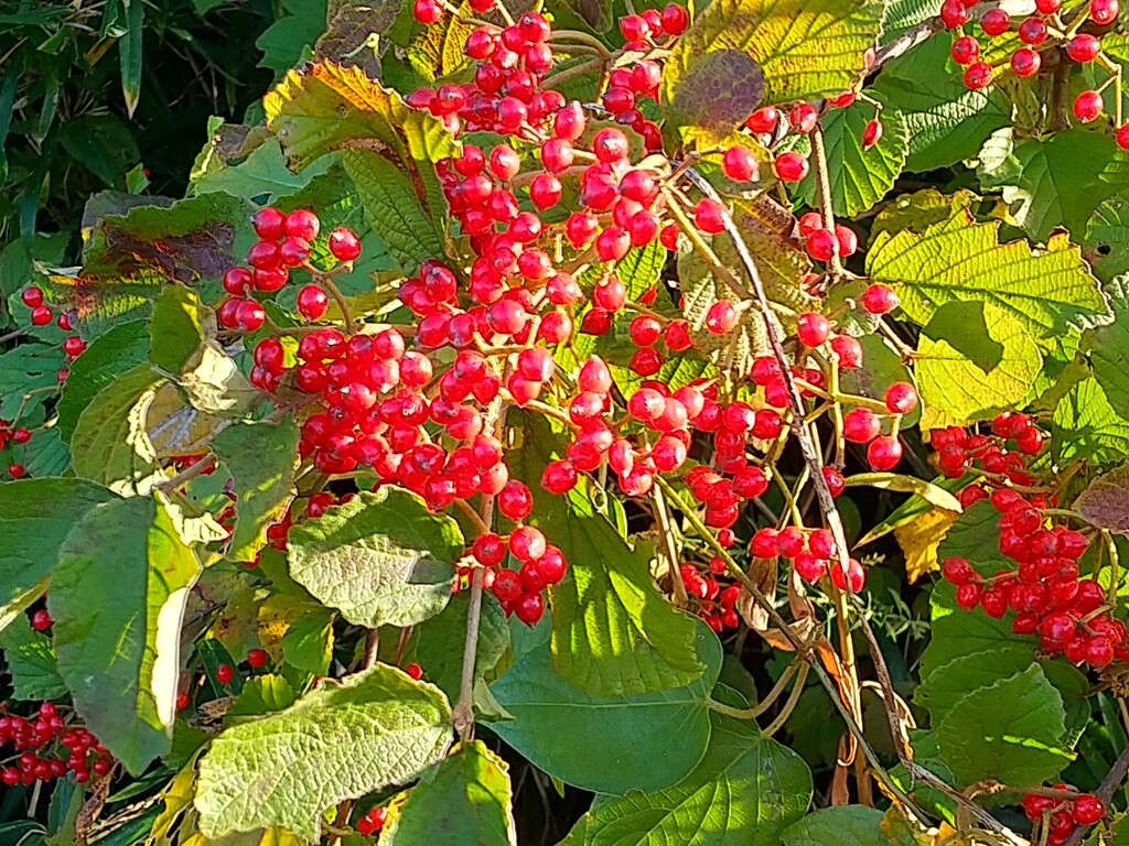 ガマズミ とれたて日記