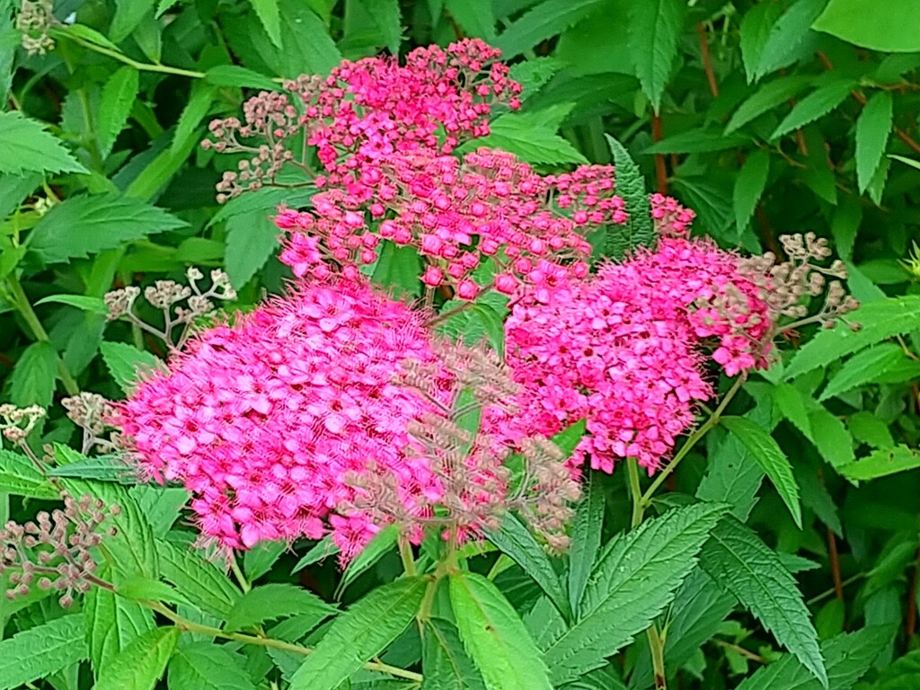 梅雨時の花 とれたて日記