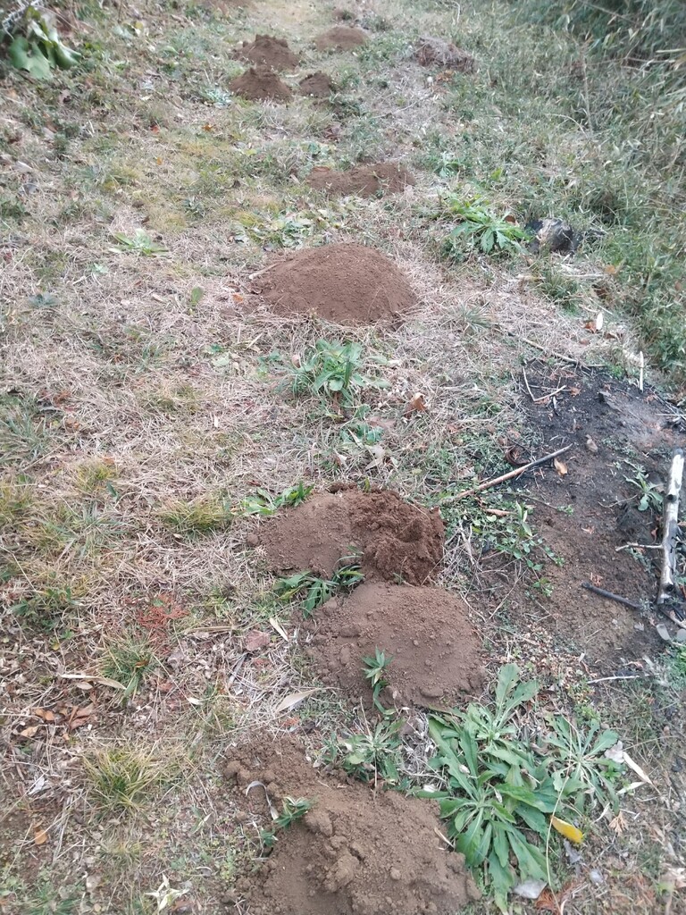 モグラ塚 とれたて日記