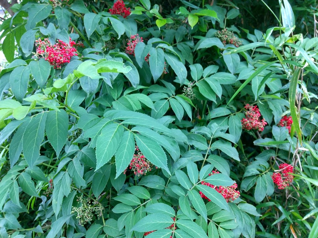 里山を歩けば とれたて日記 里山を歩けば とれたて日記