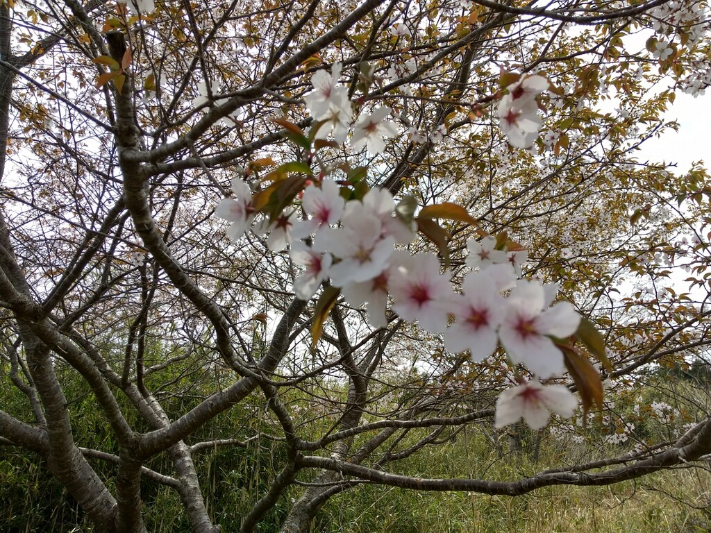 近所の桜 花疲れ とれたて日記