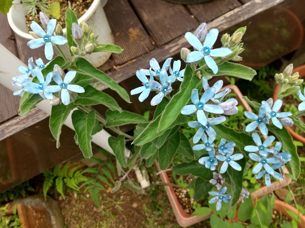 ブルースター とれたて日記 ブルースター とれたて日記