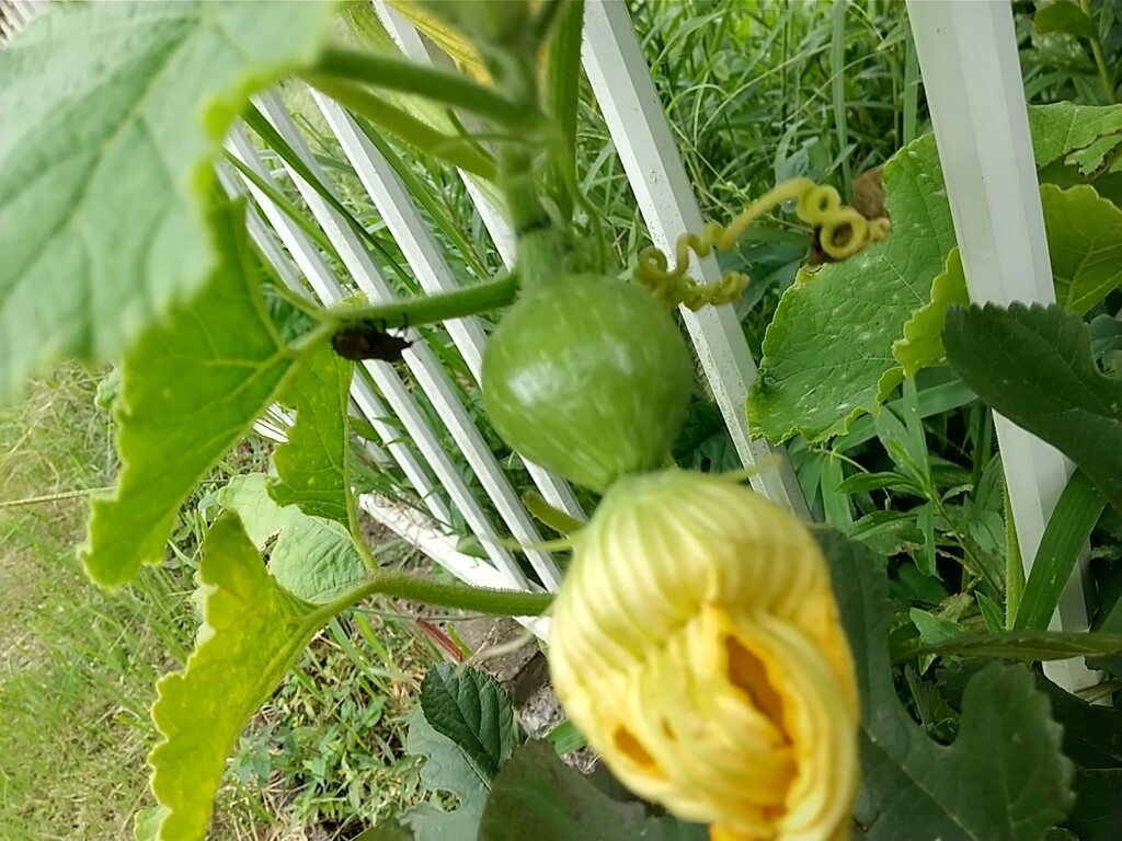 カボチャ リフォーム完成 とれたて日記