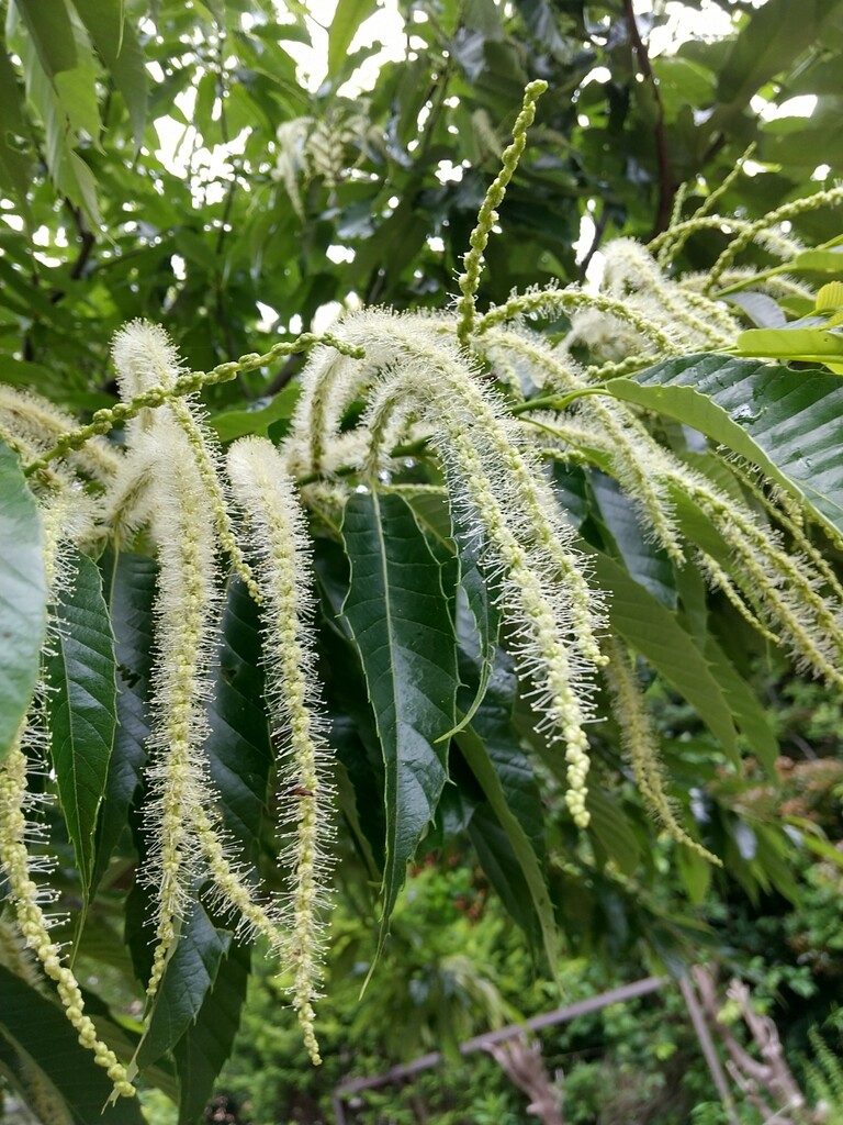 栗の花 とれたて日記 栗の花 とれたて日記