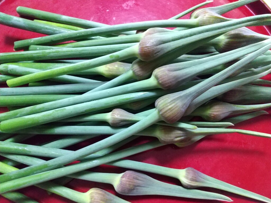 ニンニクの芽 とれたて日記