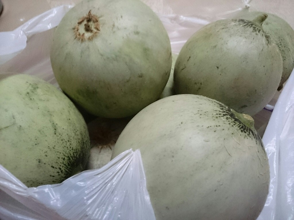 摘果メロン とれたて日記