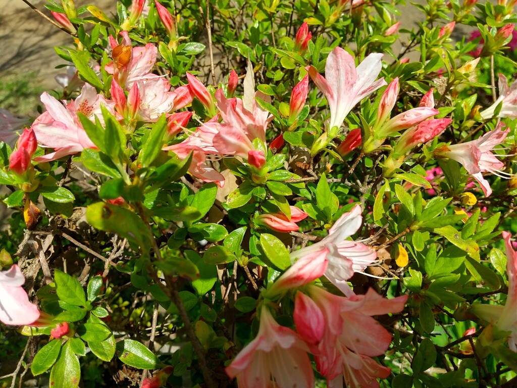 シャクナゲ ツツジ サツキ とれたて日記