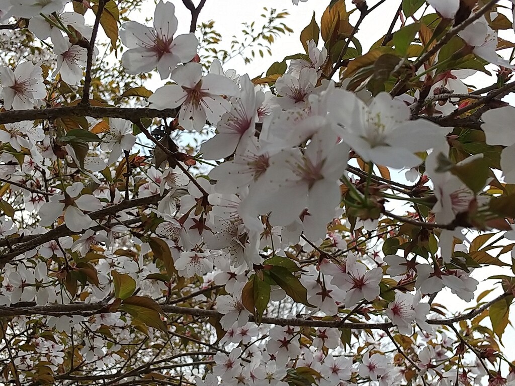 近所の桜 花疲れ とれたて日記