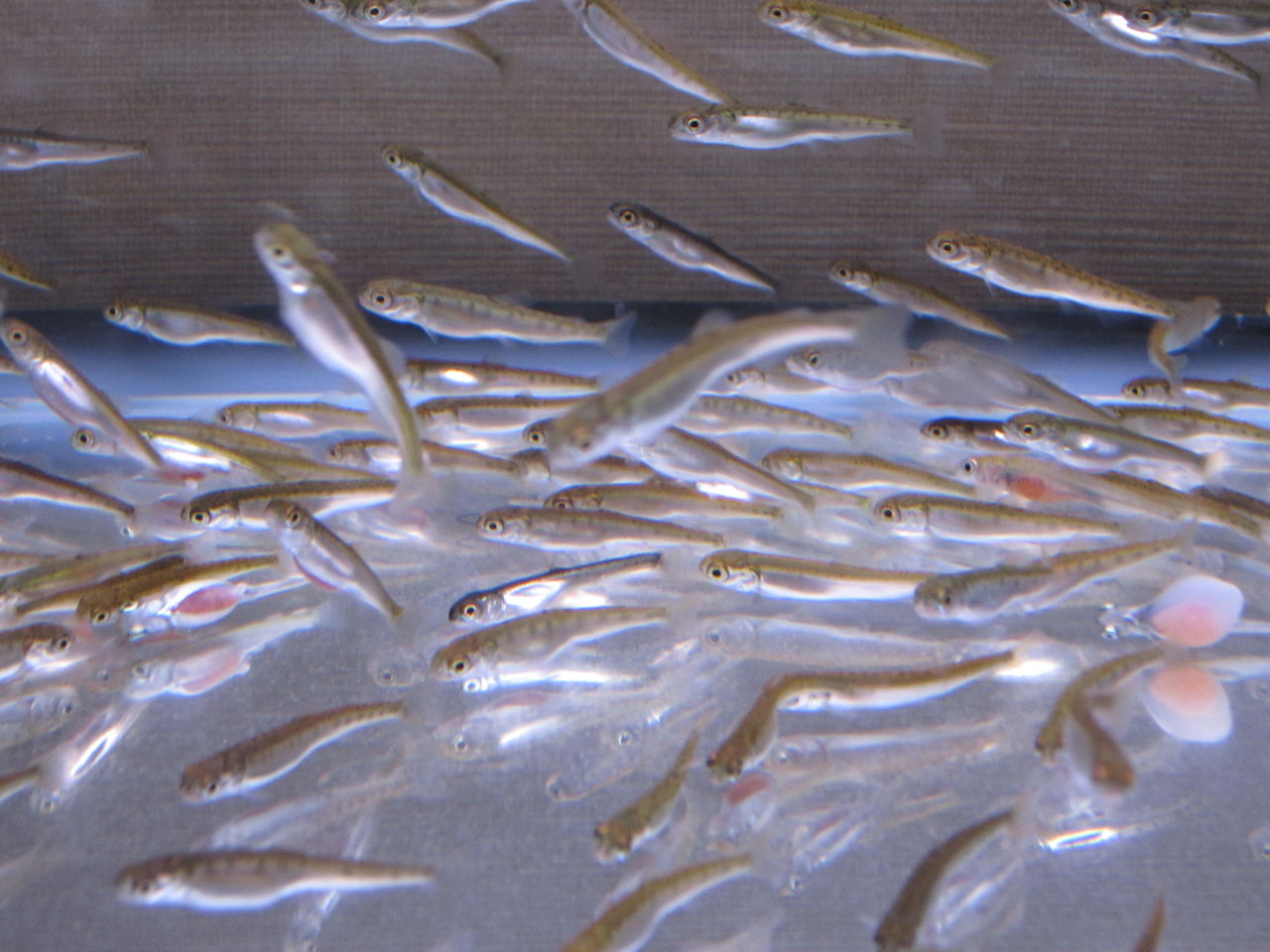 間もなく仔魚から稚魚へ とれたて日記