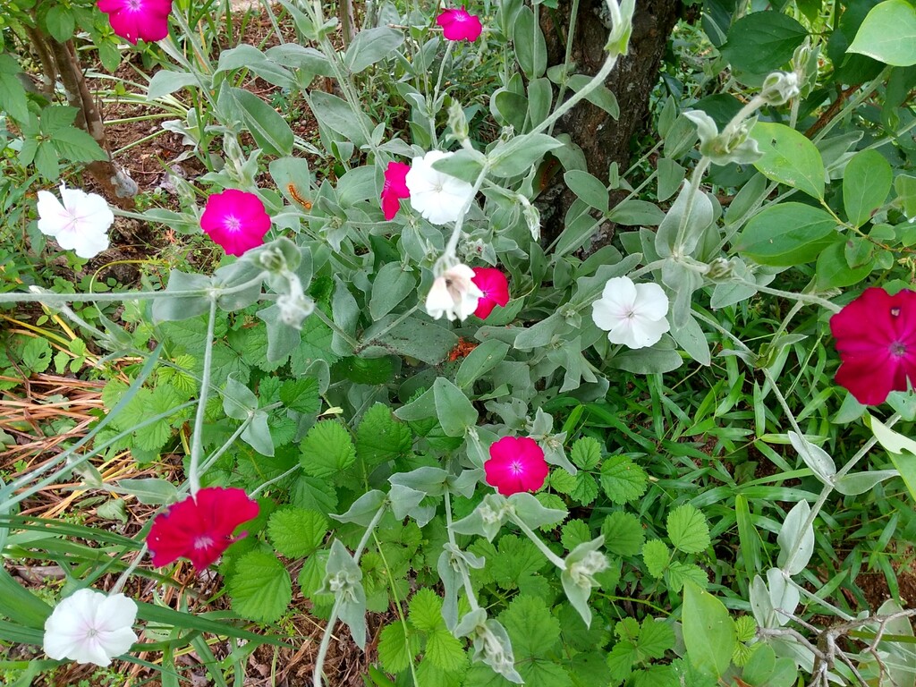 フランネル草 とれたて日記