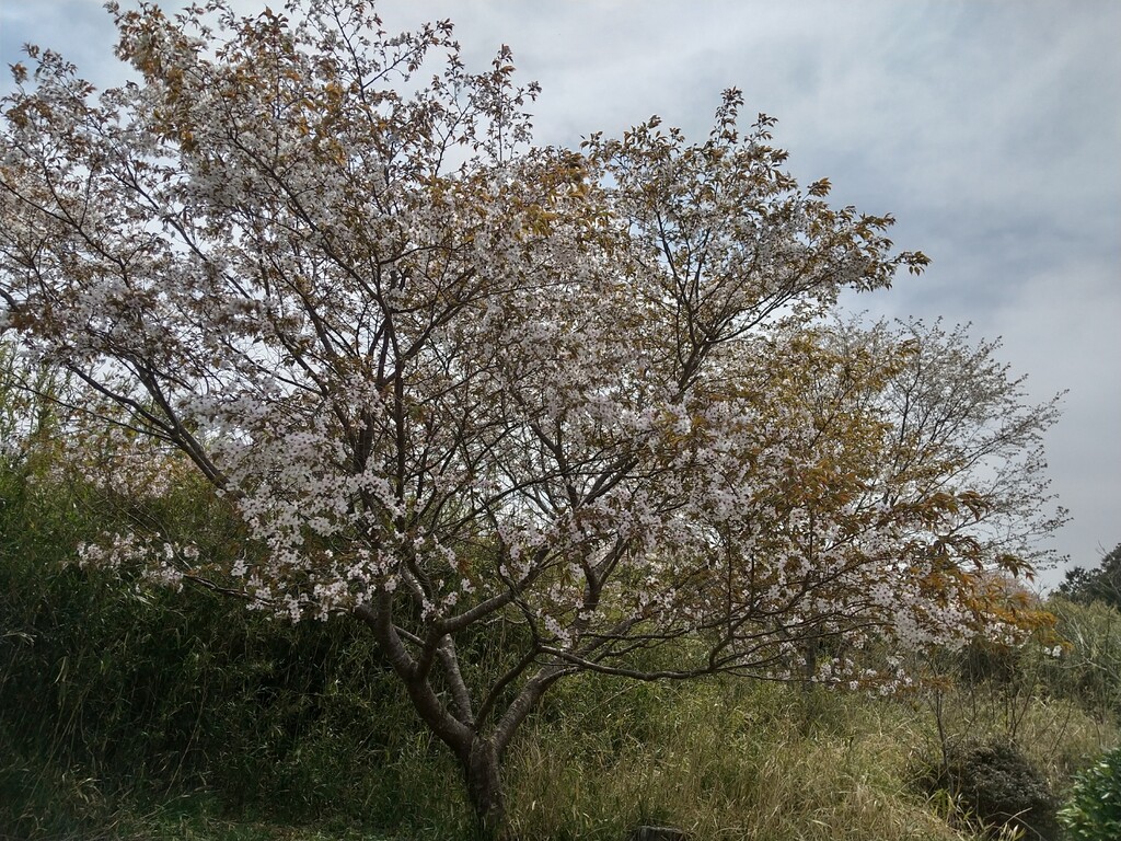 近所の桜 花疲れ とれたて日記