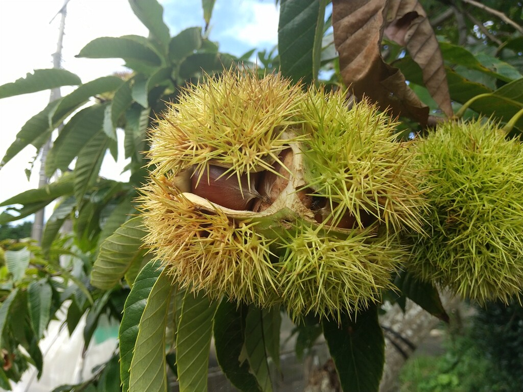 雨の落ちない日 とれたて日記