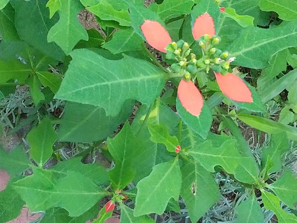 猩々草 サマーポインセチア とれたて日記