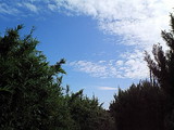 10月2日落花生とはしょうが 005
