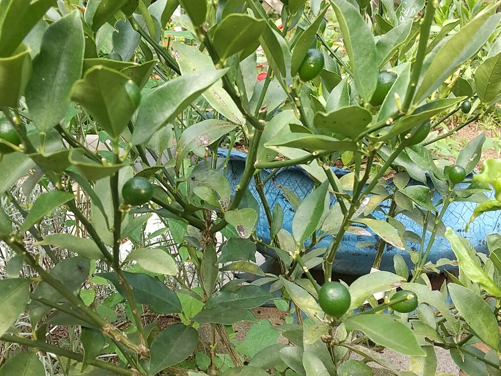 キンカンの実がついた とれたて日記