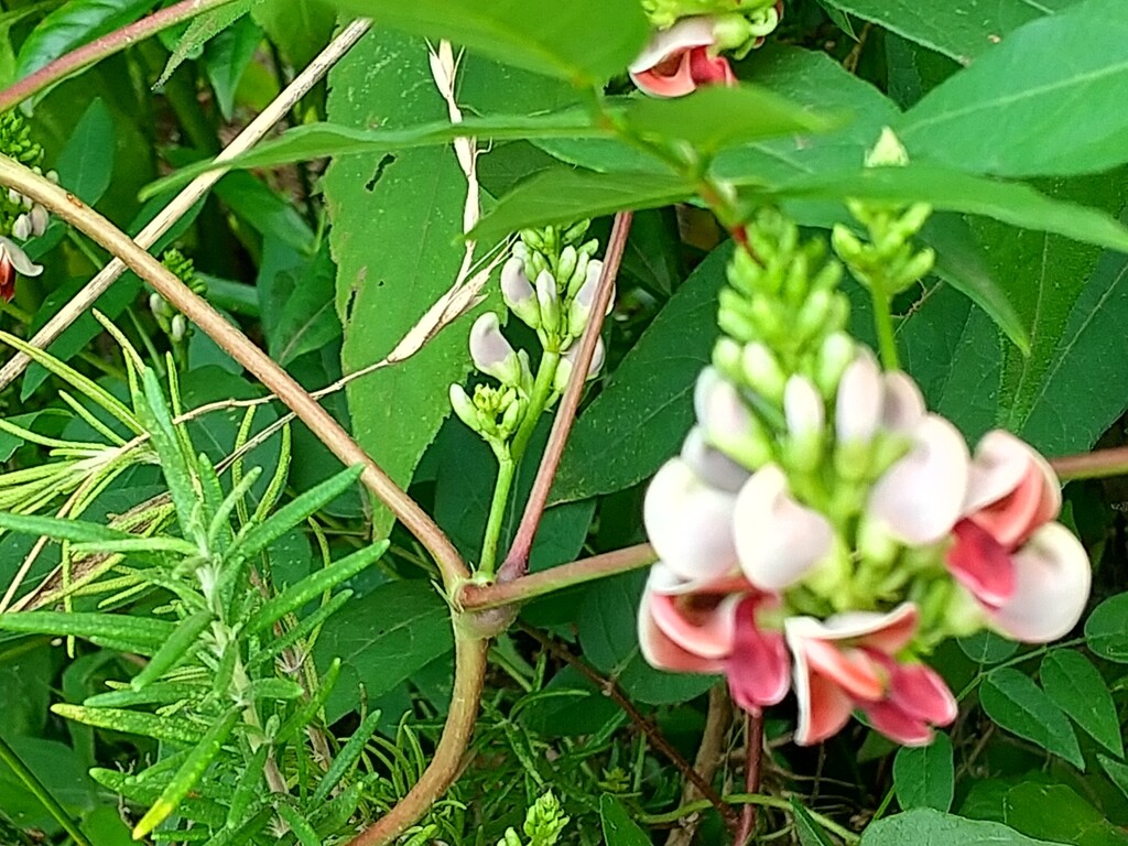 アピオスの花 とれたて日記 アピオスの花 とれたて日記