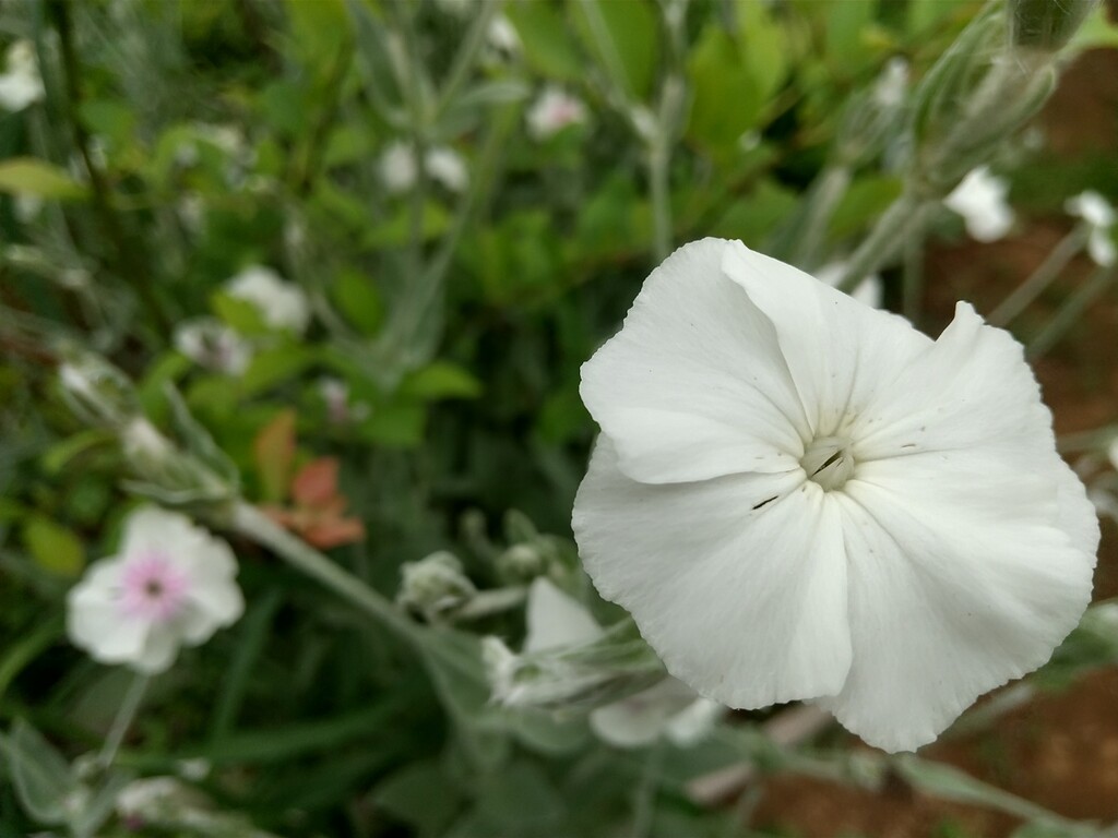 フランネル草 とれたて日記 フランネル草 とれたて日記