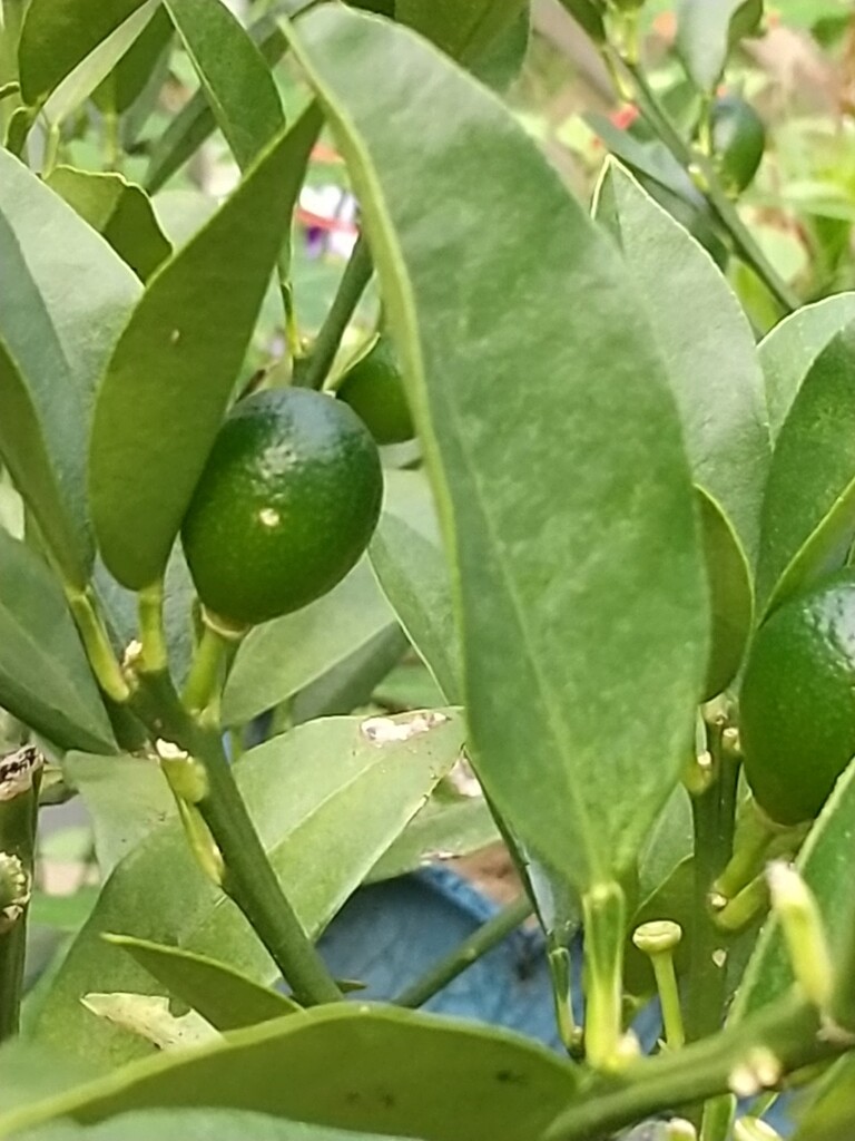 キンカンの実がついた とれたて日記