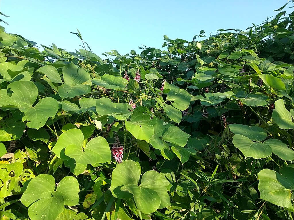 とれたて日記:くずの花