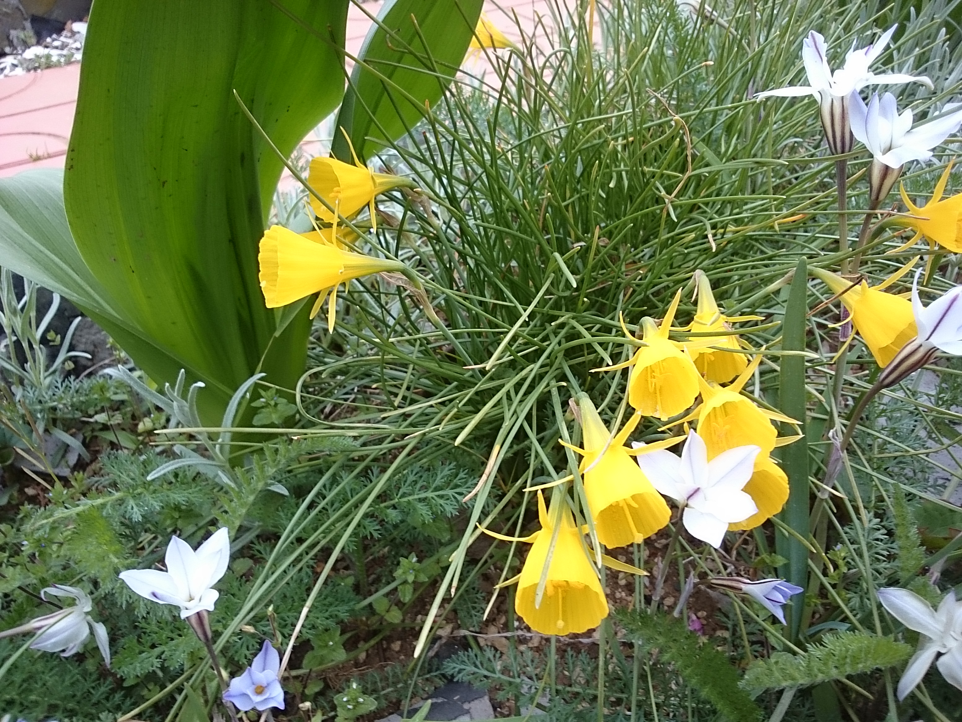 黄水仙とペチコートスイセン とれたて日記