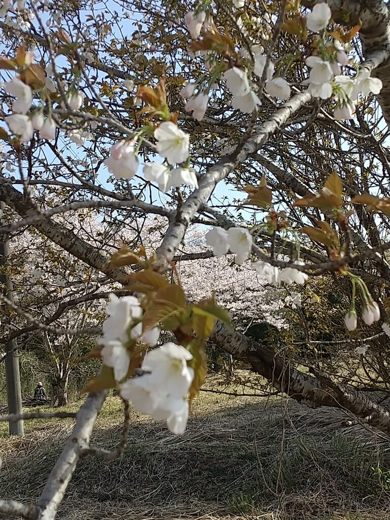 近所の桜 花疲れ とれたて日記