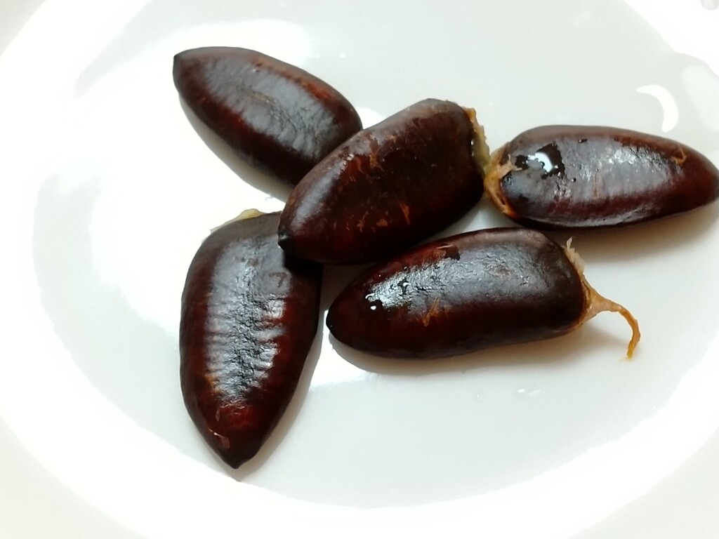 ポポーの実 とれたて日記