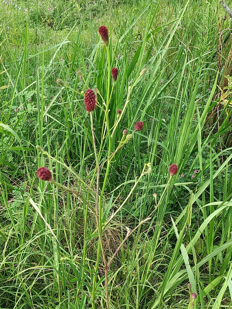 吾亦紅 : とれたて日記