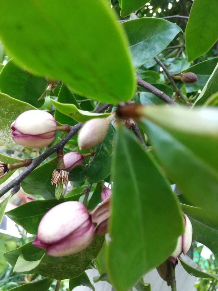 カラタネオガタマポートワイン とれたて日記