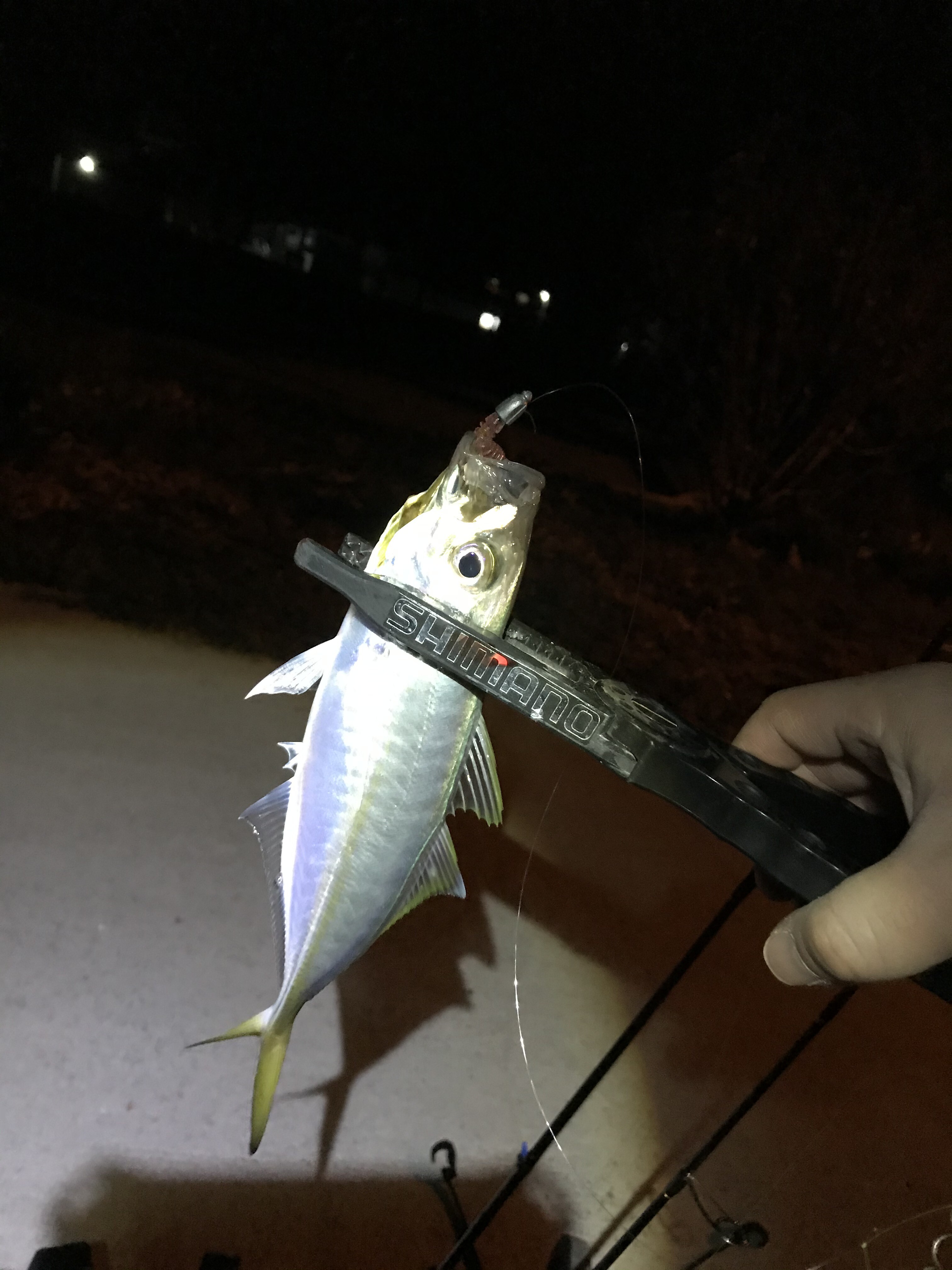 湯島アジング夜の部 K Sanのイカしたparadise