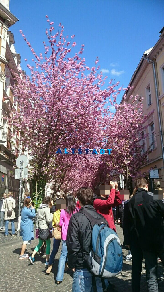 ボンの桜並木 ドイツ ボンでの生活