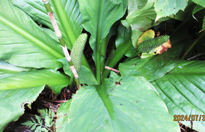 �ߥ��Х��祦�����å�