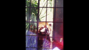 MDG_4251 -��å����ѥ���� ������Ŭ