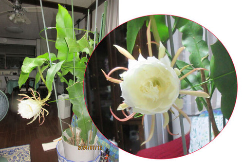 ����͹������̾�