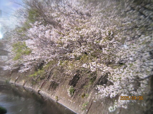 IMG_4917��褤����