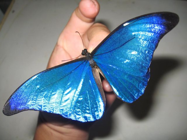 南米フレンチギアナ ブログ 蝶の憑神