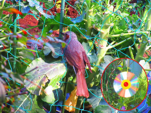 IMG_3595�९�ɥ�