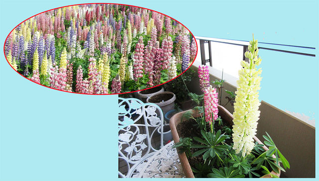 ルピナス ブログ 蝶の憑神