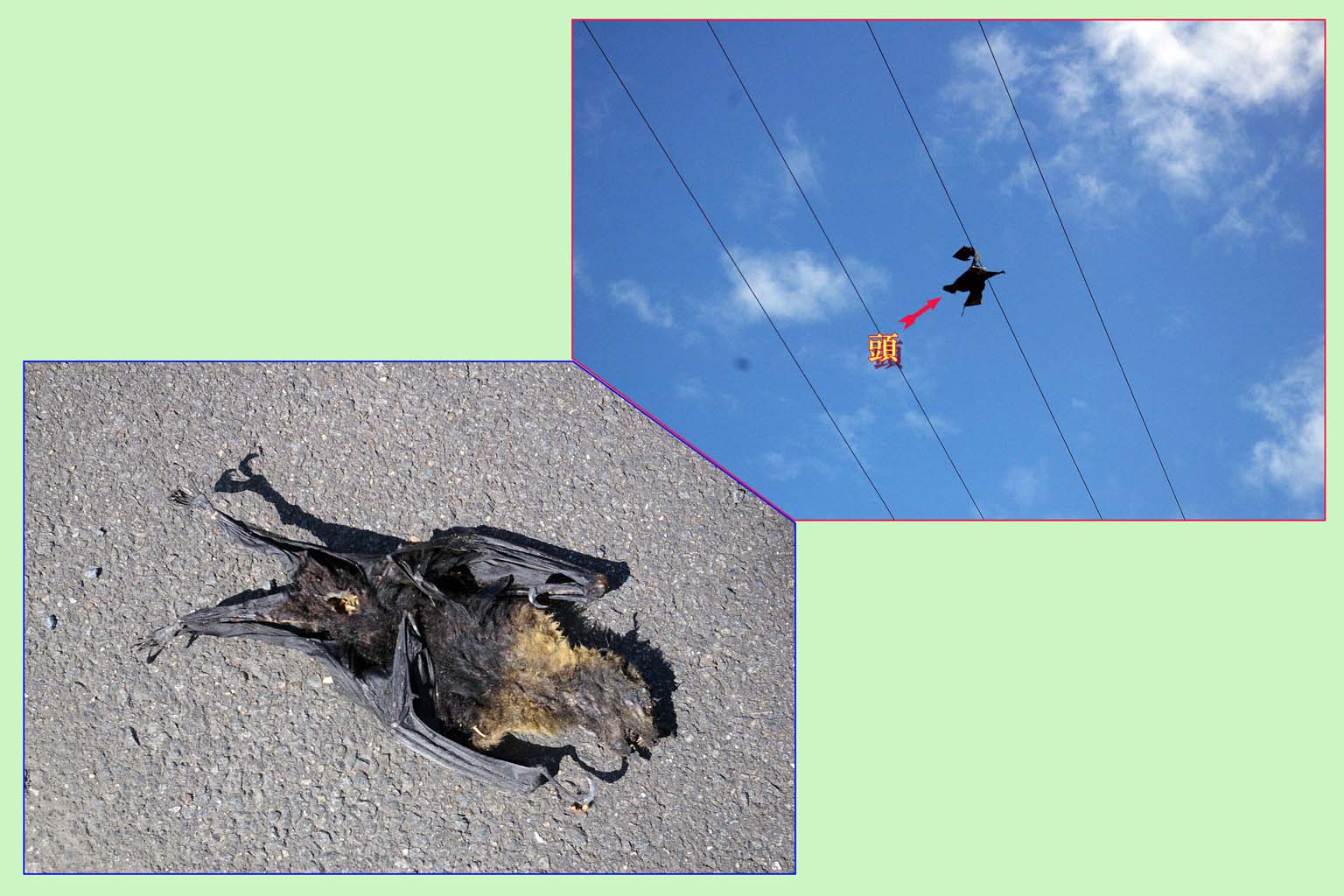 オーストラリヤ ケヤンズ ７ 最終 ブログ 蝶の憑神