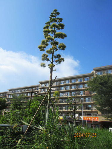 IMG_4111����