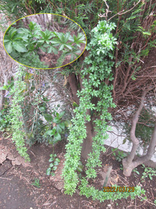 IMG_8173¥¦¥³¥®