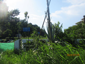 IMG_4113��塼���ĥ��κ���