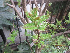 IMG_4861��ܥ�β�