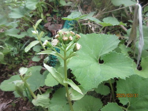 IMG_4862�ե��Υȥ�