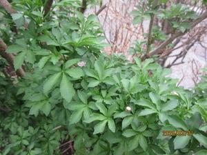 IMG_4860�������β�