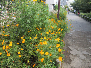 IMG_4380¥¥Ð¥Ê¥³¥¹¥â¥¹