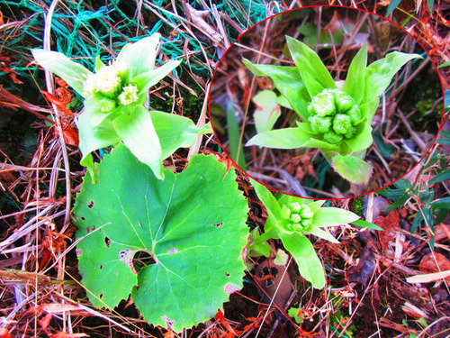 IMG_3577�ե��Υȥ�