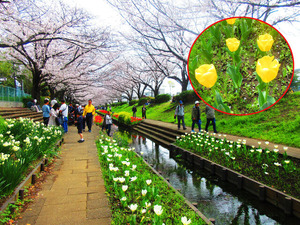 IMG_3695��ƻ����Ȳ����Υ��塼��å�