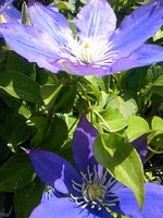 ¿¿²Æ¤ËÉ餱¤º»ç¿§¤Î¥¯¥ì¥Þ¥Á¥¹